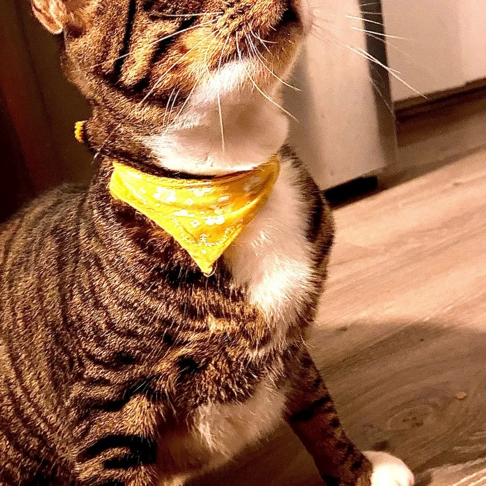 Hawaii floral cat bandana buckle up collar